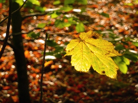 Eastham leaf