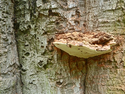 Eastham tree funghi